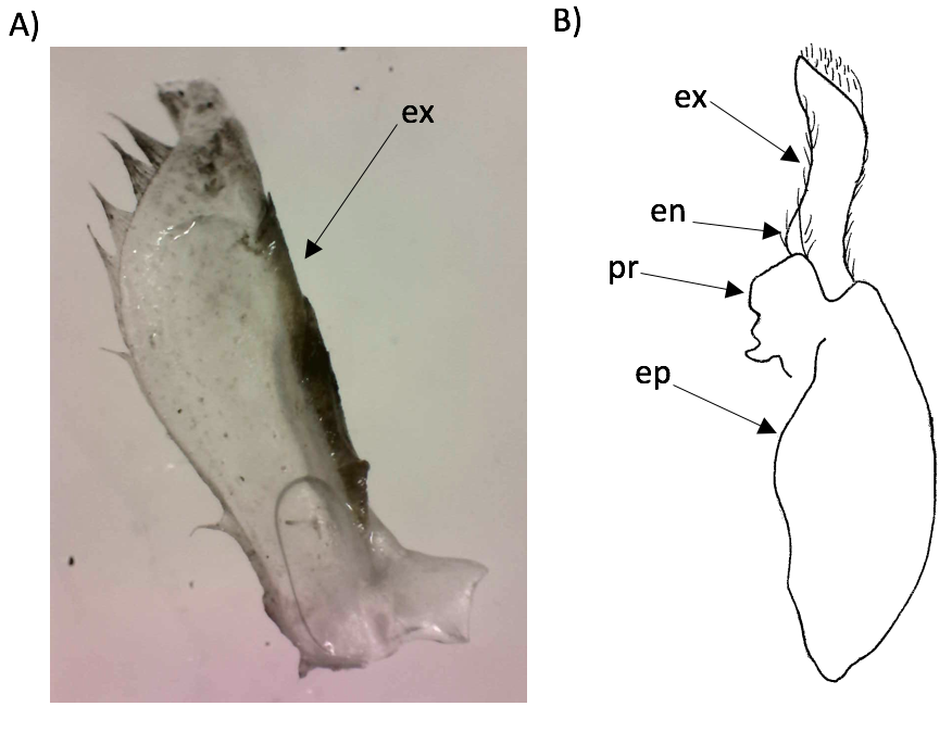 figure image